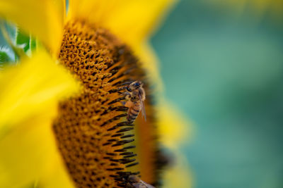 Close-up of bee pollinating on sunflower