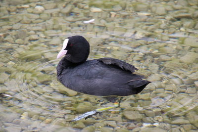 Close-up of duck swimming in lake