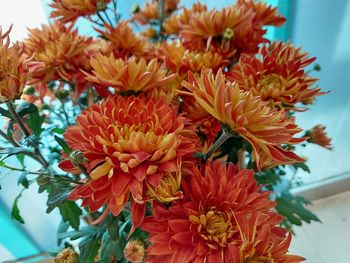 Close-up of orange flowering plant