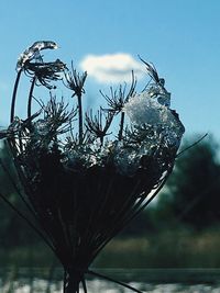 Low angle view of plant against sky