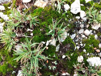 High angle view of plants in winter