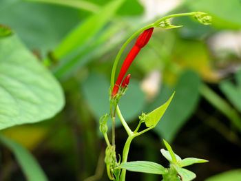 Close-up of red rose flower