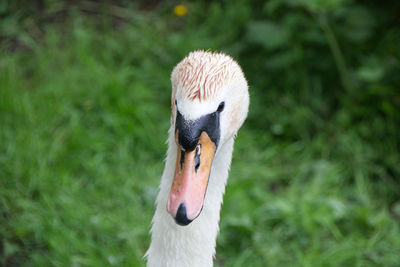 Close-up of a bird