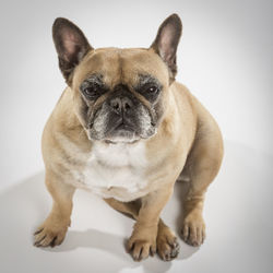 Portrait of a dog over white background