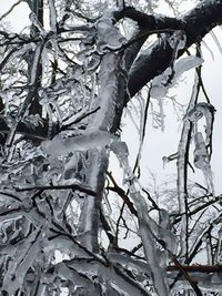 Low angle view of bare trees