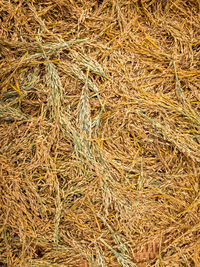 Full frame shot of wheat field