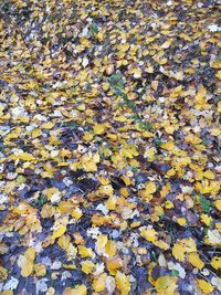 High angle view of maple leaves floating on water