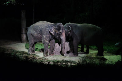 Elephant standing in a park