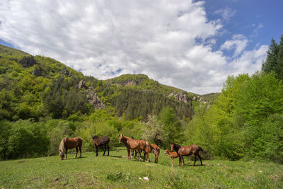 Free range horses grazing on a green meadow with beautiful mountain landscape background