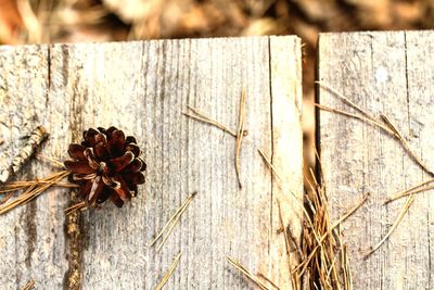 High angle view of dry plants on wood