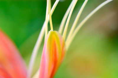 Close-up of orange flowering plant