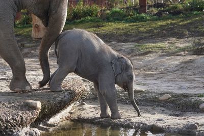 Elephant drinking water