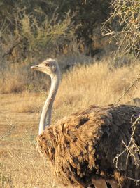 Side view of an ostrich  on field