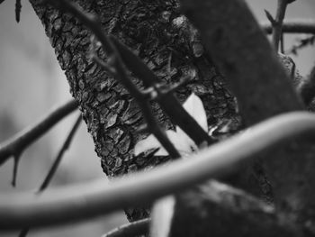 Close-up of tree trunk