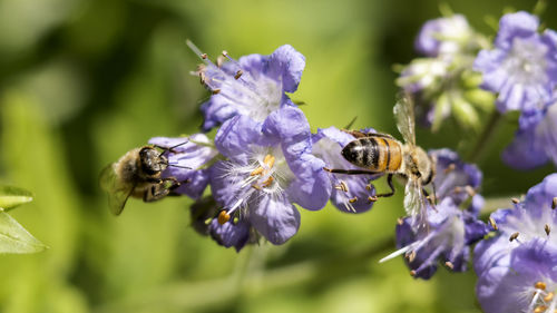 Close-up of honey bee on purple flowers