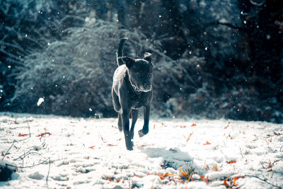 Dog on street