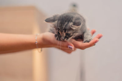 Cute kitten sits on the female hands