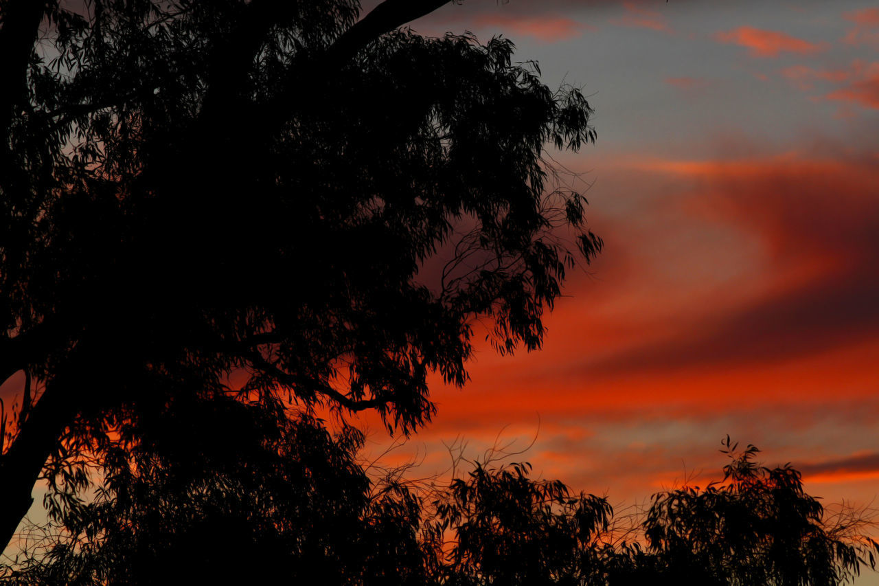 LOW ANGLE VIEW OF SILHOUETTE TREE AGAINST DRAMATIC SKY