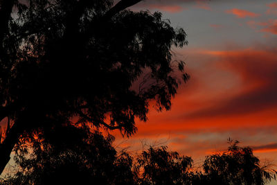 Low angle view of silhouette trees against dramatic sky