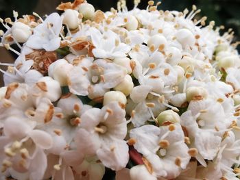 Close-up of white flowering plants