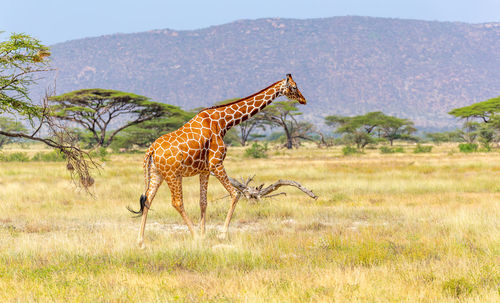 Side view of giraffe on field