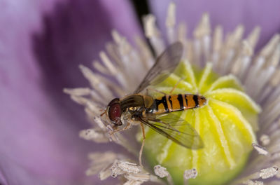 Close-up of insect on flower