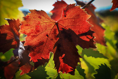 Close-up of maple leaves on tree