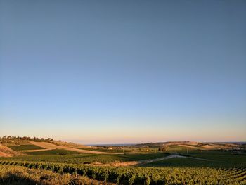 Scenic view of agricultural field against clear blue sky