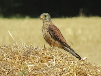 Close-up of bird perching on field