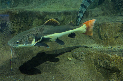 Fish swimming in sea