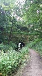 Footpath in forest