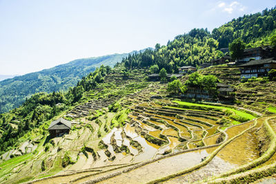 Scenic view of agricultural field against sky