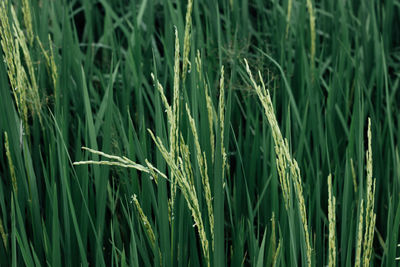 Full frame shot of corn field