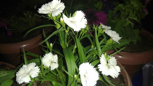 Close-up of white flowers blooming outdoors