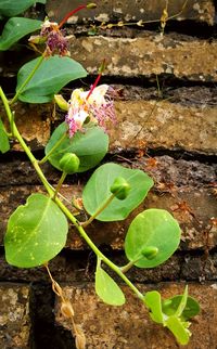 Close-up of plant