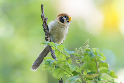 Close-up of sparrow perching on plant