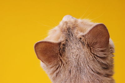 The back of the head of a red cat in close-up on a yellow background. red cat looking up. close-up 