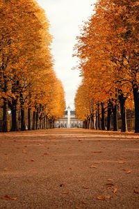 Trees and leaves in park against sky during autumn