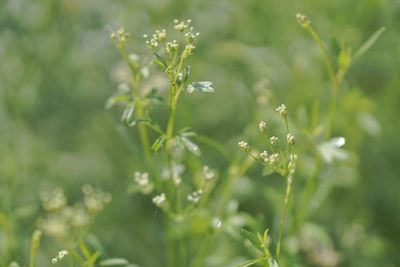 Close-up of flowering plant on field