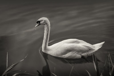 Close-up of swan swimming on lake