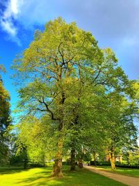 Trees in park against sky