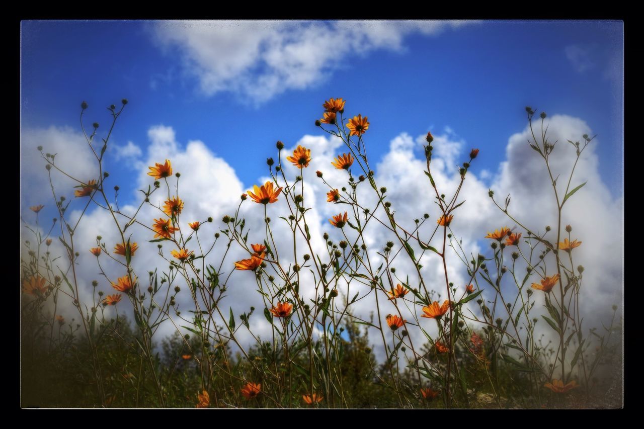 transfer print, sky, auto post production filter, flower, growth, cloud - sky, beauty in nature, nature, cloud, low angle view, leaf, plant, blue, fragility, freshness, cloudy, day, tranquility, outdoors, field