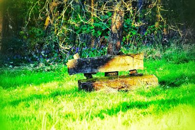 Trees on field