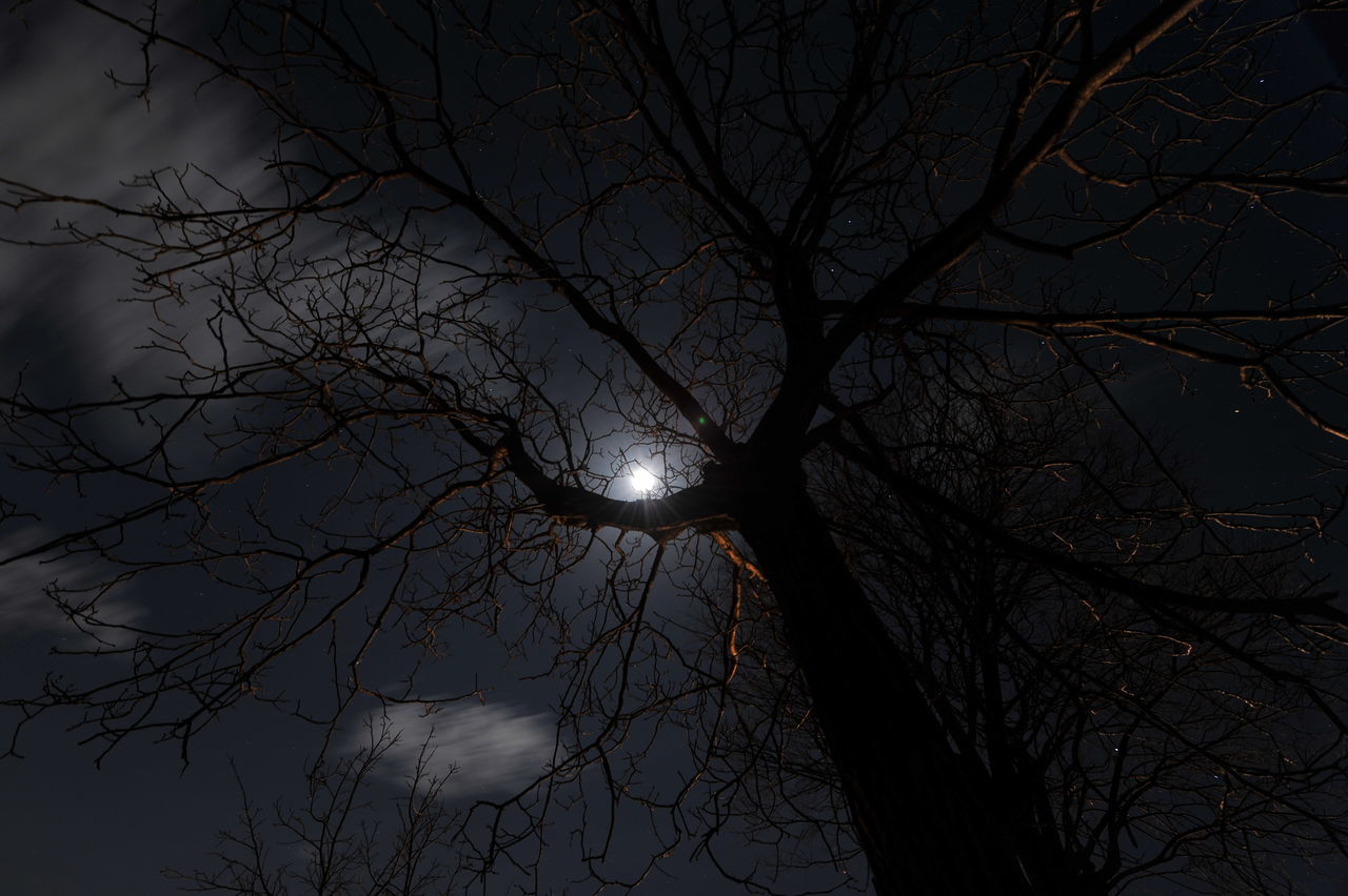 tree, bare tree, darkness, branch, sky, moonlight, night, plant, moon, silhouette, nature, low angle view, no people, winter, beauty in nature, tranquility, full moon, light, outdoors, scenics - nature, fog, trunk, astronomical object, tree trunk, dark, tranquil scene, dusk, illuminated