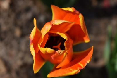 Close-up of orange rose