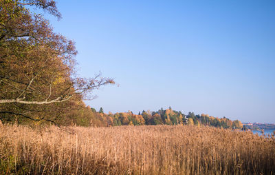 Scenic view of field against clear blue sky