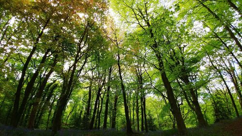 Low angle view of trees in forest