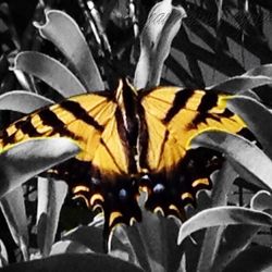 Close-up of butterfly on leaf