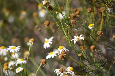 Close-up of white flowering plants