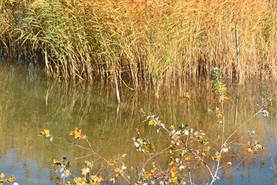 Scenic view of lake